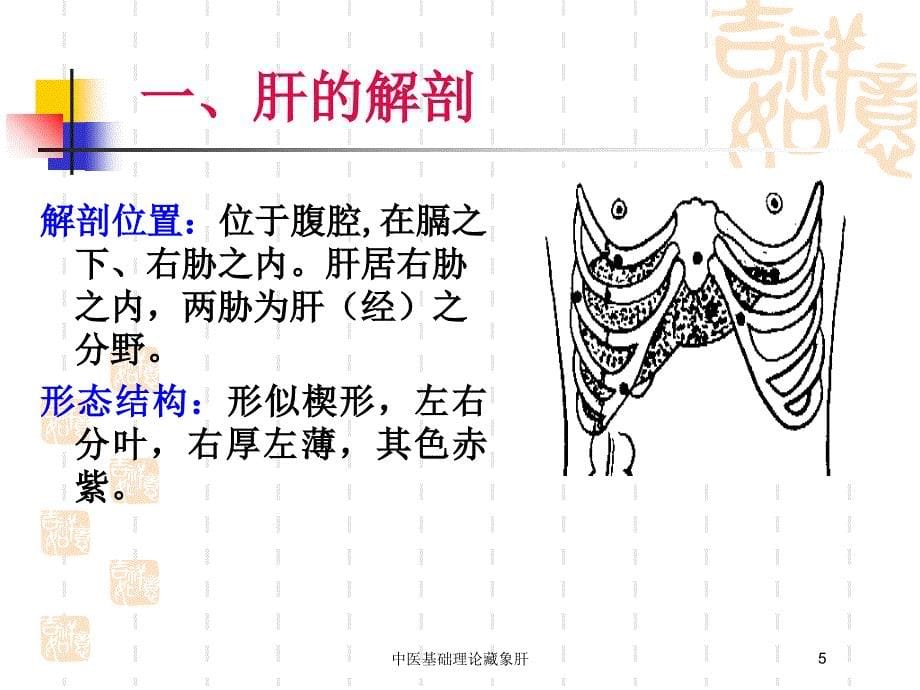 中医基础理论藏象肝培训课件_第5页