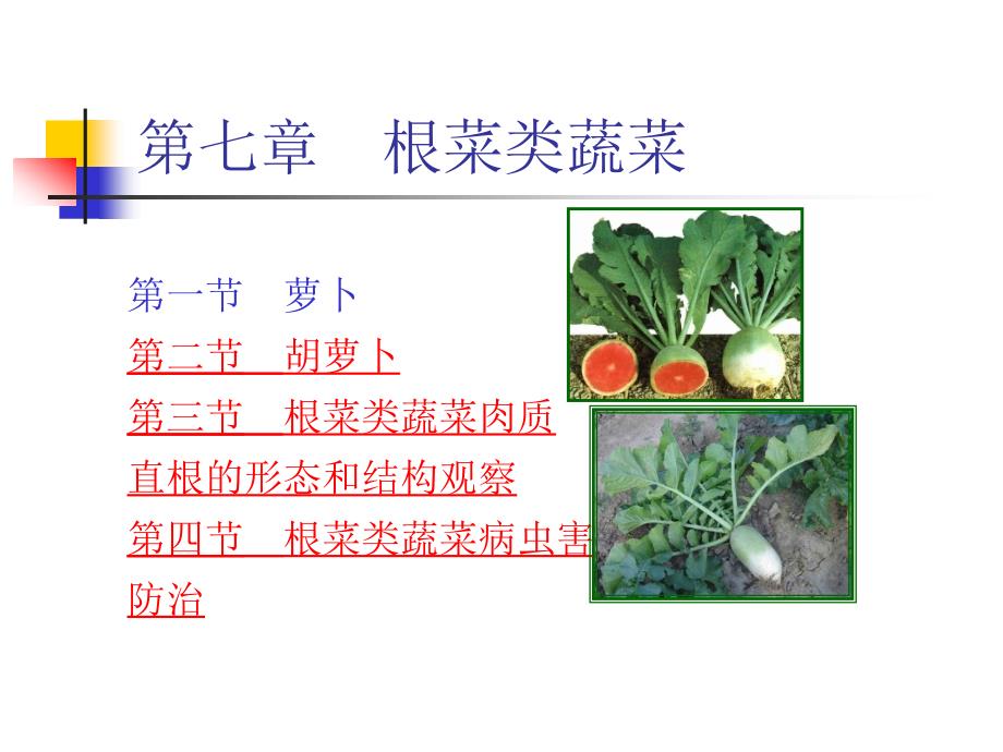 根菜类蔬菜种植技术_第2页