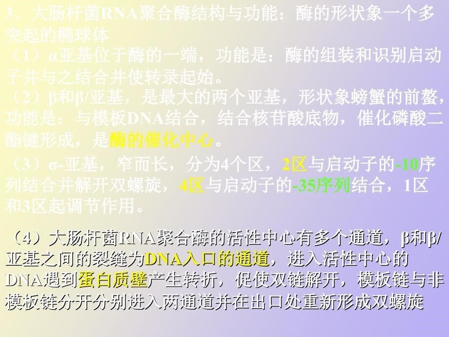 rna的生物合成与加工_第5页